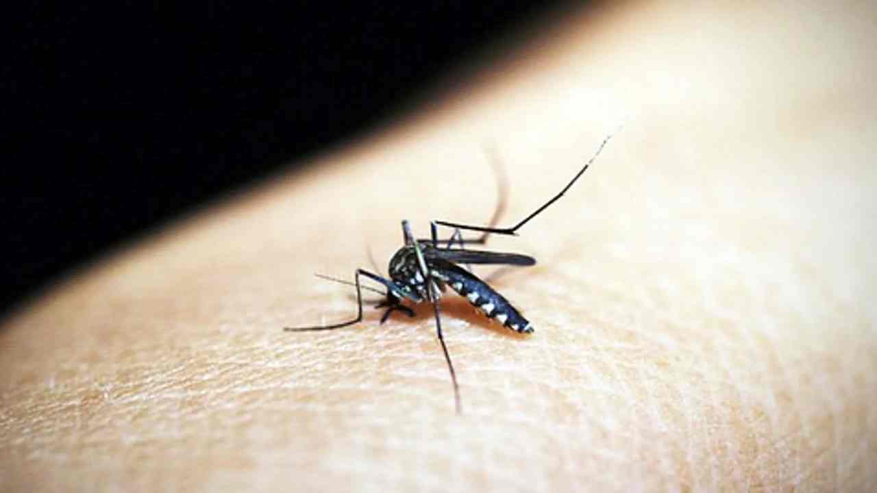 Febbre Dengue